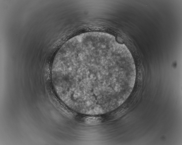 X0000115230465200912111035