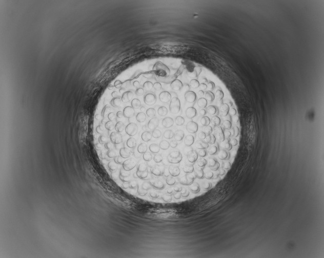 X0000115230554200912111033