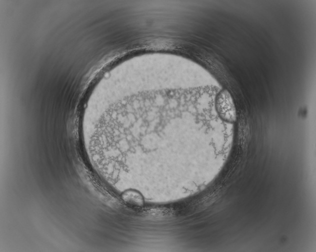 X0000115230584200912111032