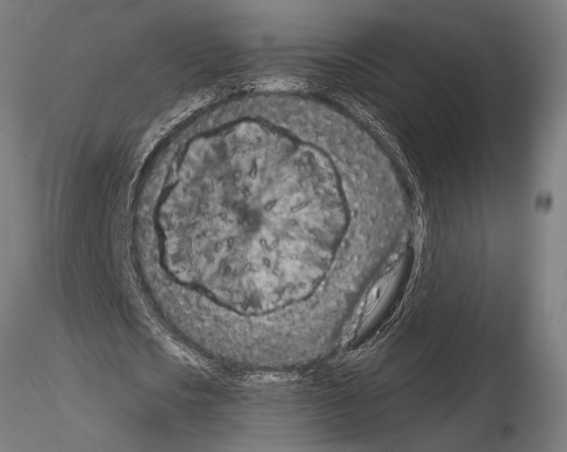 X0000115230721200912111029