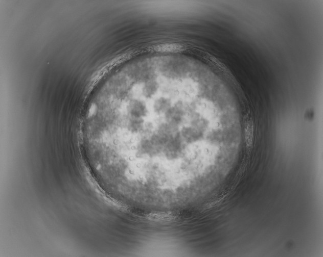 X0000115230725200912111029