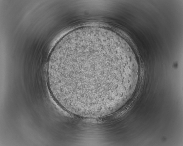 X0000115230855200912111028