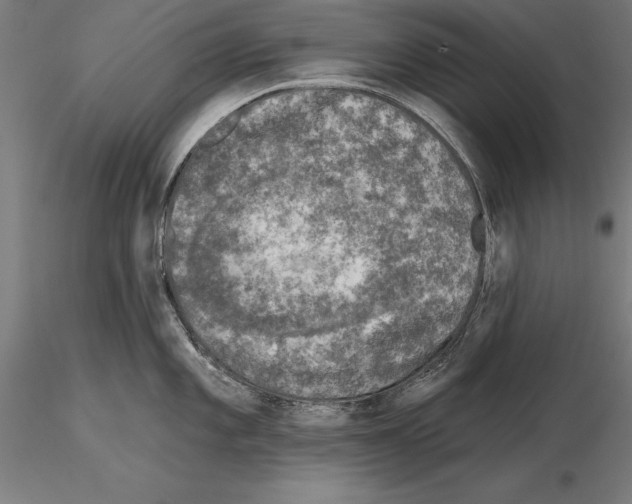 X0000115231101200912111024