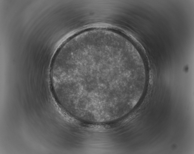 X0000115231229200912111022