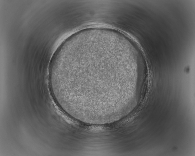 X0000115231231200912111022