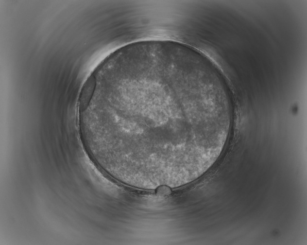 X0000115231468200912111018