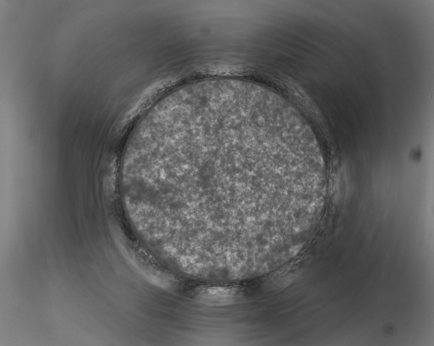 X0000115240163200912111102