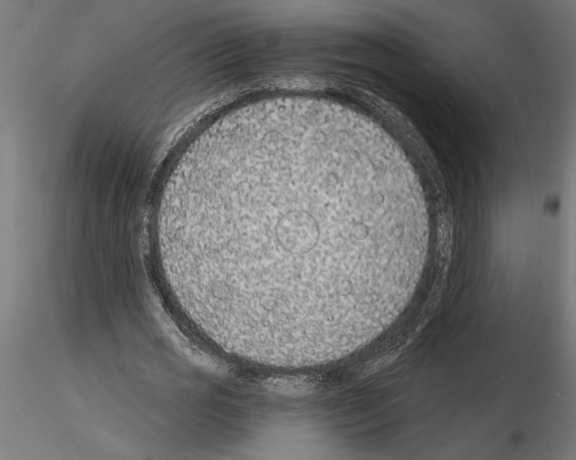 X0000115240725200912111053