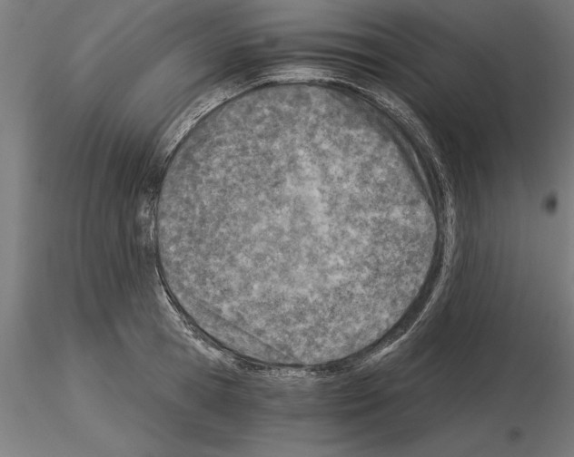 X0000115240945200912111051