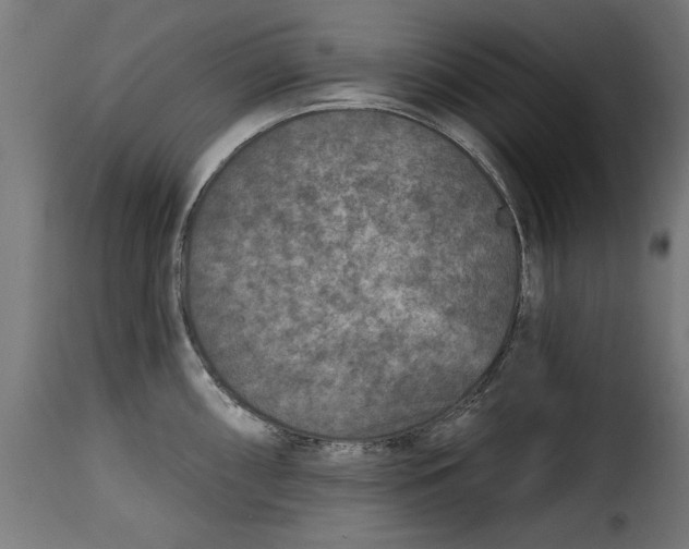 X0000115251098200911201637