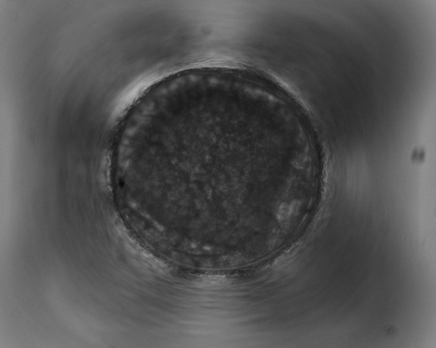 X0000115251455200911201632