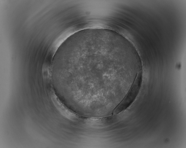 X0000115251481200911201631