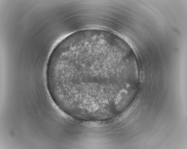 X0000115250995200911271901