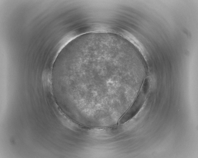 X0000115251481200911271854