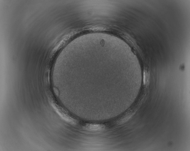 X0000115250205200912111124