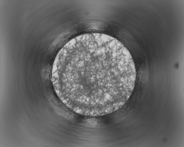 X0000115250423200912111121