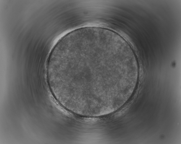 X0000115250854200912111115