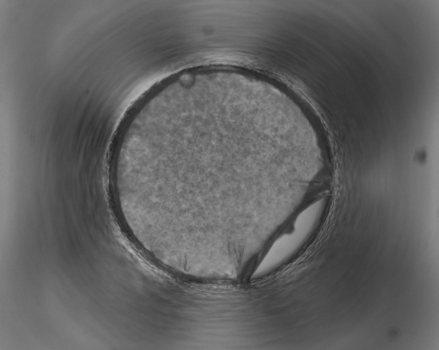 X0000115251024200912111112