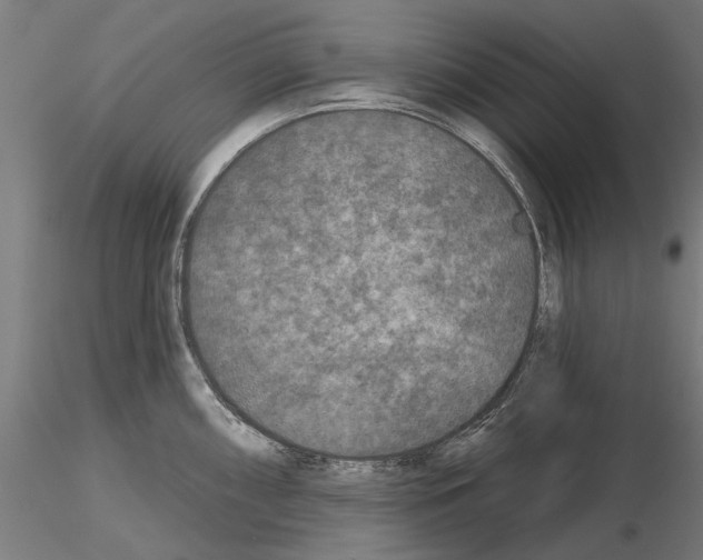 X0000115251098200912111111