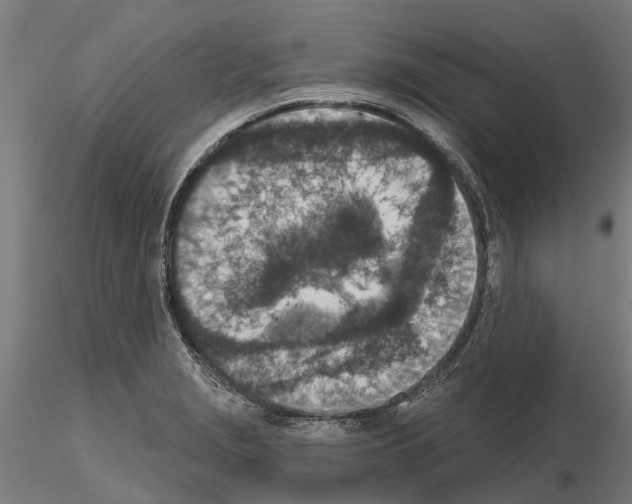 X0000115251229200912111109