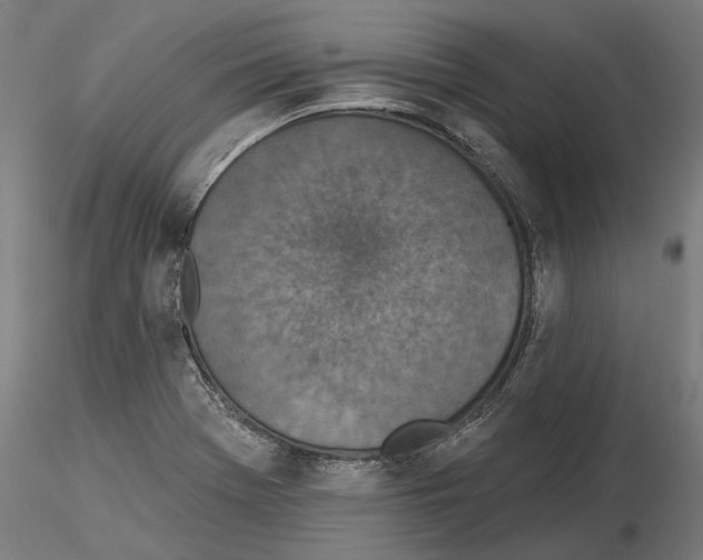 X0000115251369200912111107