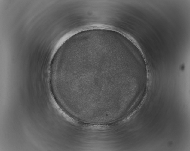 X0000115251381200912111107