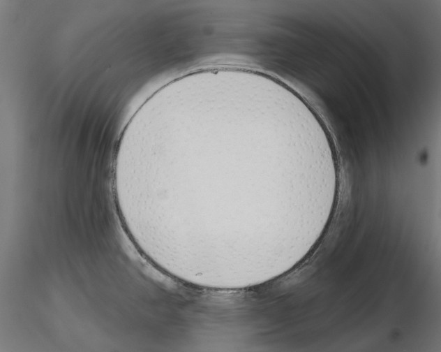 X0000115251390200912111107