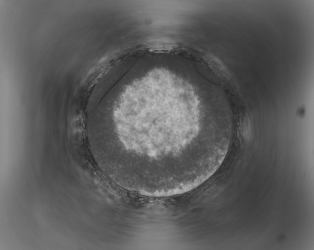 X0000115251445200912111106