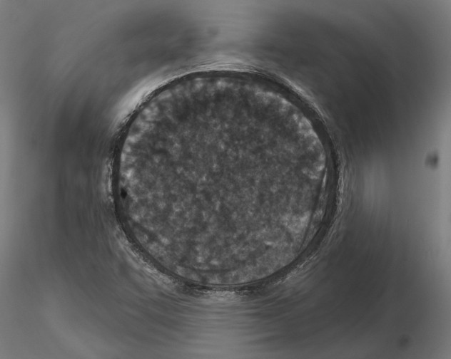 X0000115251455200912111106