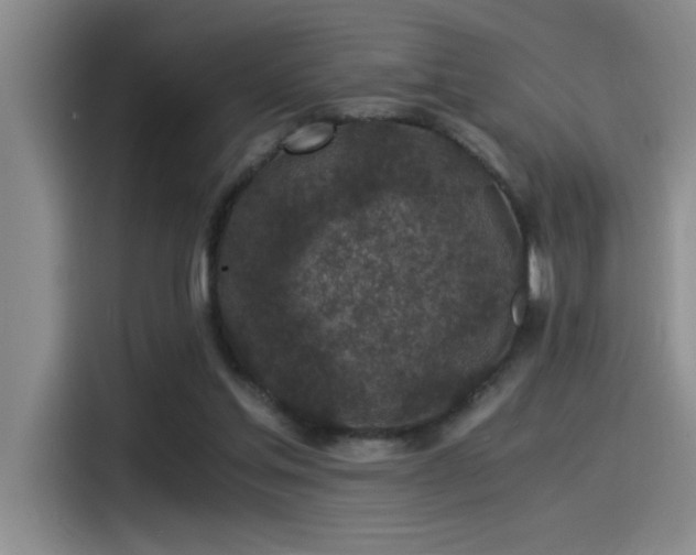 X0000115260205200911061245