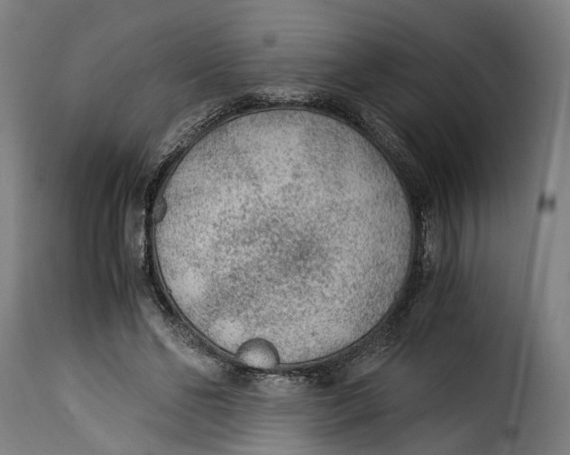 X0000115260494200911201709