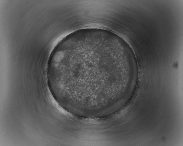 X0000115260995200911201701