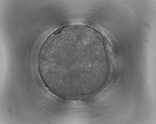 X0000115260385200911271930