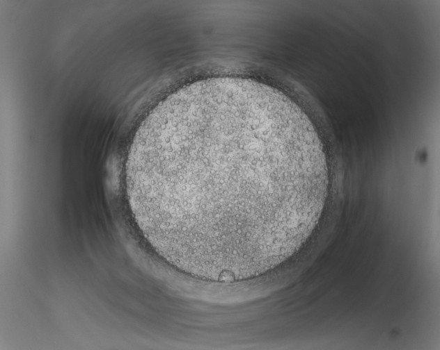 X0000115260026200912111150