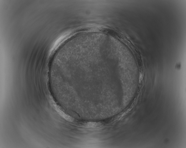 X0000115260101200912111149