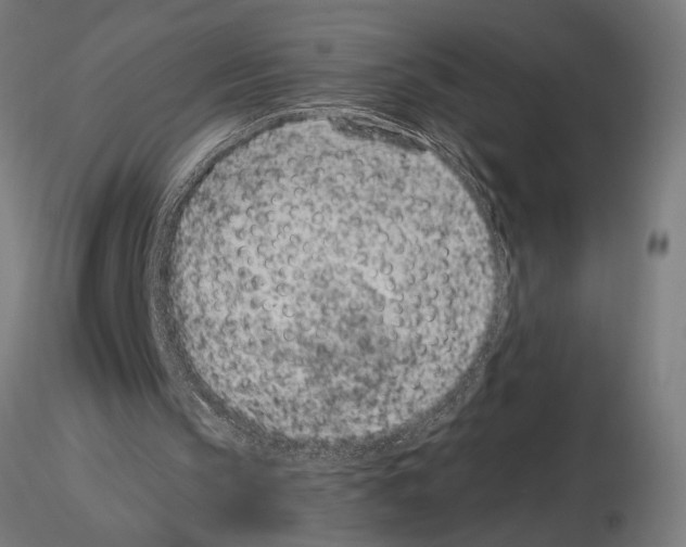 X0000115260145200912111148