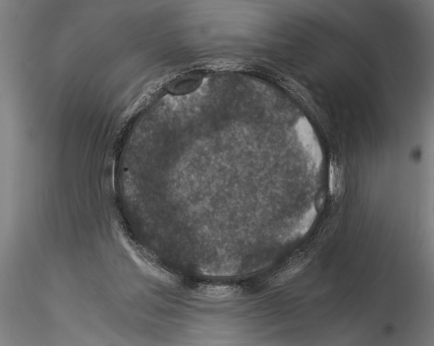 X0000115260205200912111148