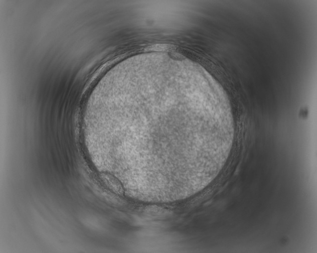 X0000115260290200912111146