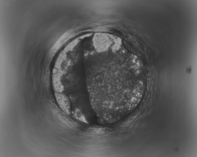 X0000115260295200912111146