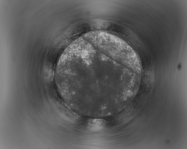 X0000115260324200912111146