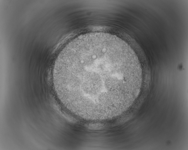 X0000115260357200912111145