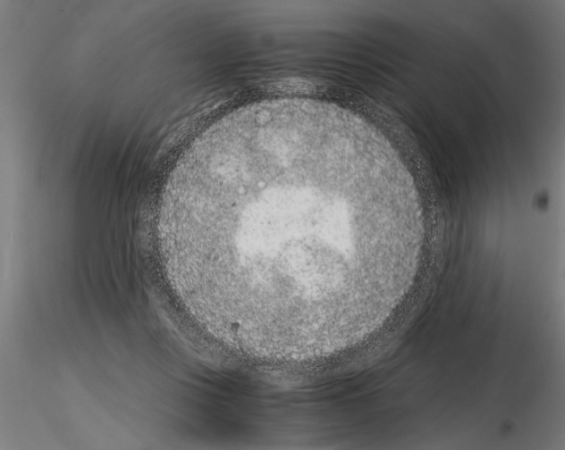 X0000115260359200912111145