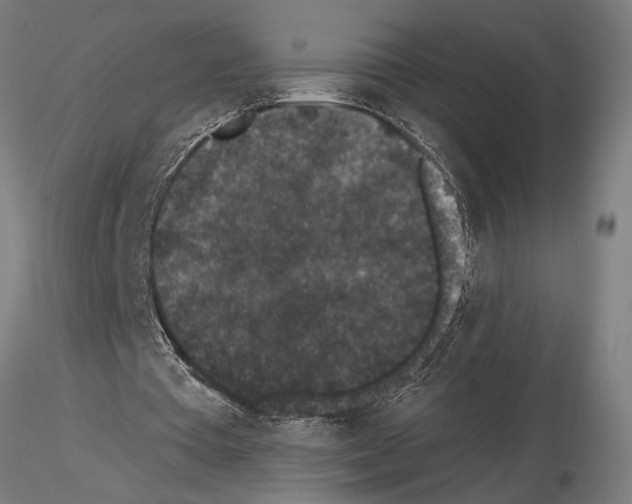 X0000115260385200912111145