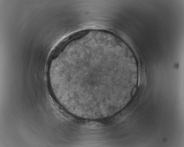 X0000115260387200912111145