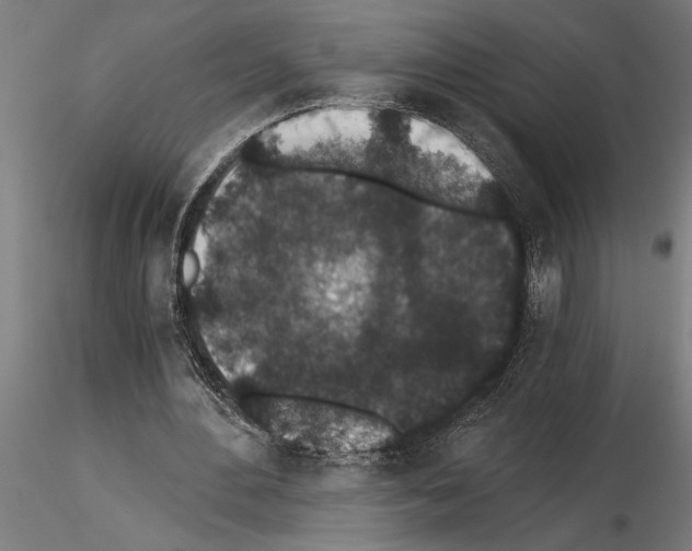 X0000115260484200912111143