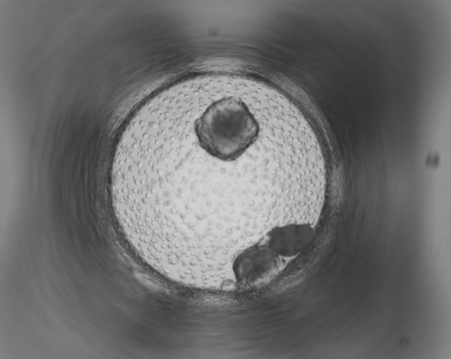 X0000115260529200912111142