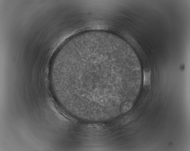 X0000115260627200912111141