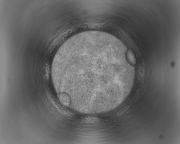 X0000115260644200912111141