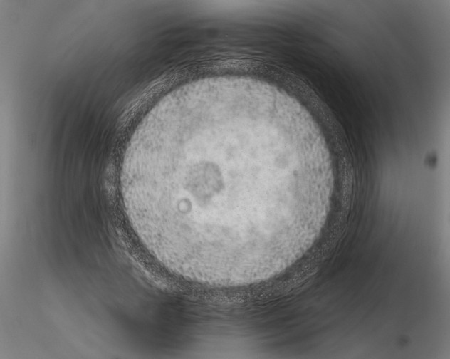 X0000115260729200912111139