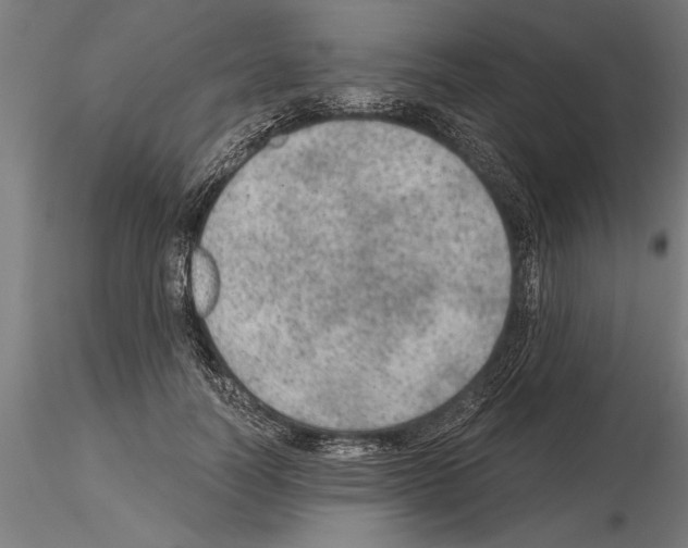 X0000115260746200912111140